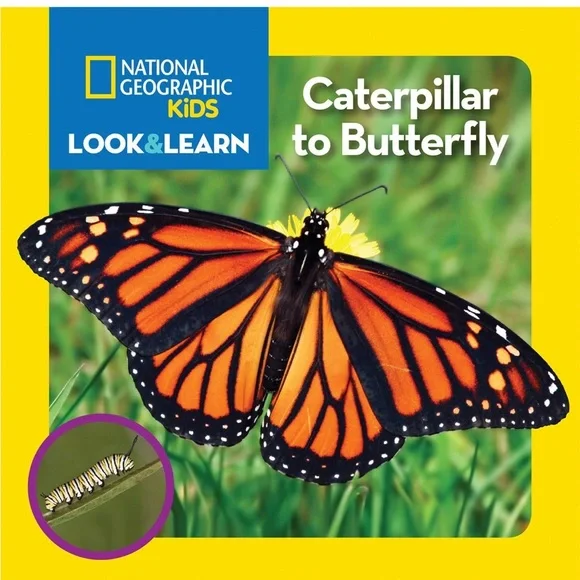 National Geographic Kids Look & Learn Books - Caterpillar to Butterfly and Bugs - Picture 6 of 8